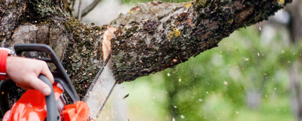 Élagage des arbres